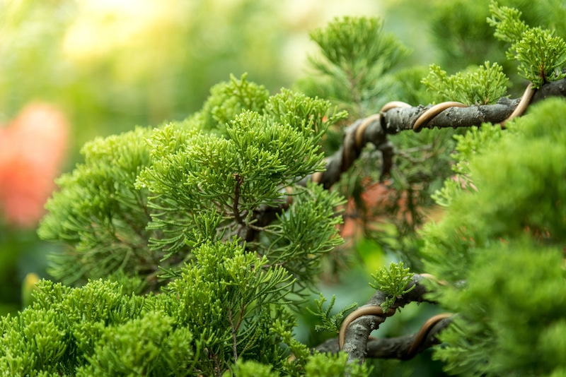 welke bomen zijn geschikt als bonsai