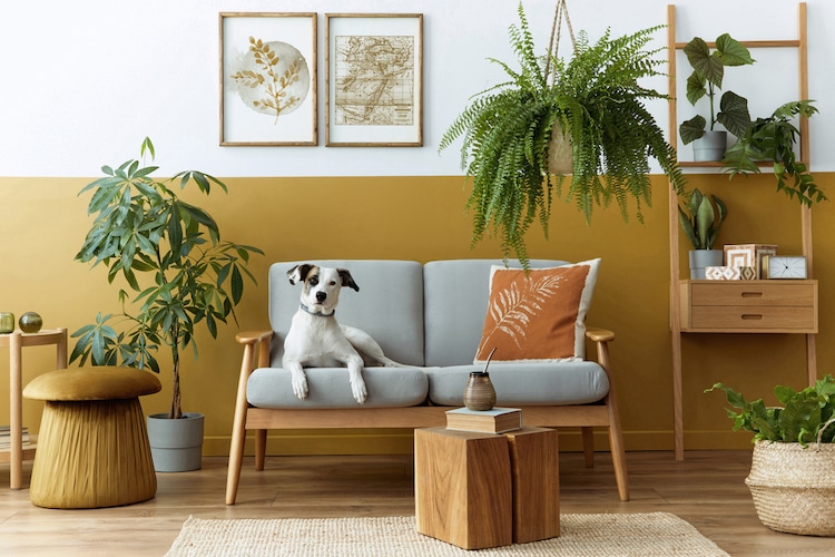 welke planten in huis zijn giftig voor de hond