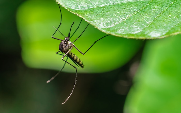 welke planten tegen muggen
