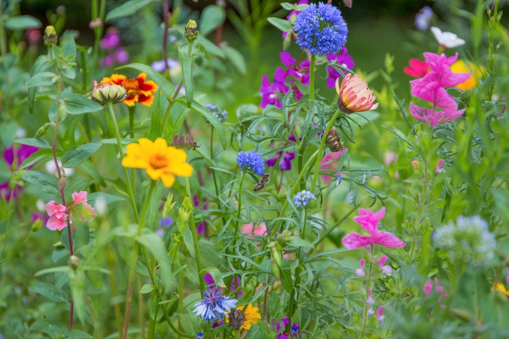 wilde bloemen bijen