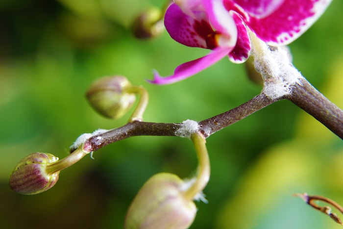 wolluis op planten herkennen