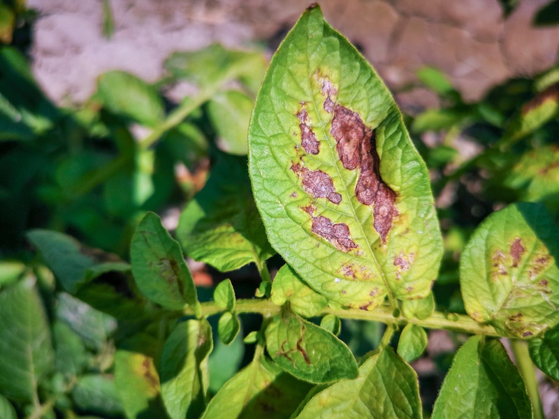 ziektes bij aardappelplant