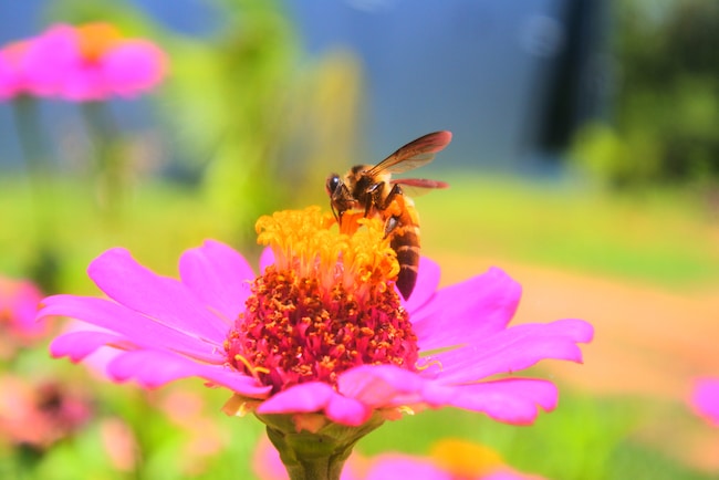 zinnia bijen