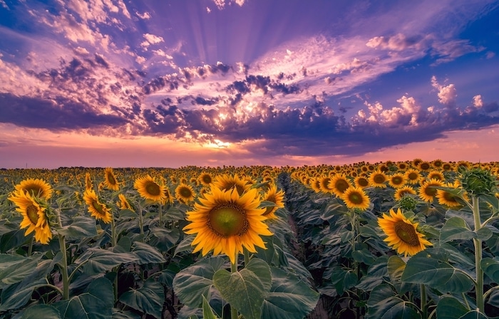 zonnebloemen pluktuin